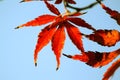 red maple leaf on blue sky background Royalty Free Stock Photo