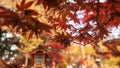 red maple leaf with blur torii gate Arakura Sengen shrine, Yamanashi Royalty Free Stock Photo