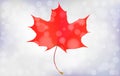 Red maple leaf with bokeh blurry background. Autumn season. Vector eps10 illustration.