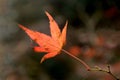 Red maple leaf on branch with autumn background Royalty Free Stock Photo