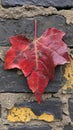 Red maple leaf on a brick wall in autumn, closeup of photo Royalty Free Stock Photo