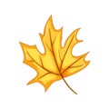 red maple leaf cartoon vector illustration