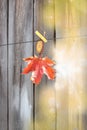 Red maple leaf on clothespin on a rope. Autumn composition on the wood background. One red leaf. Soft blur effect. Royalty Free Stock Photo