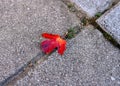 Red maple leaf on cross Royalty Free Stock Photo