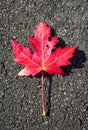 Red maple leaf on dark asphalt surface Royalty Free Stock Photo
