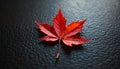 Red Maple Leaf on Dark Textured Surface Royalty Free Stock Photo