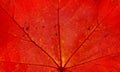 Red Maple leaf details. Red leaf texture. Leaf background. Fall season theme. Autumnal background. Maple leaf texture. Royalty Free Stock Photo