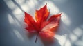 Red Maple Leaf with Dramatic Shadows on White Background Royalty Free Stock Photo