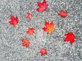 Red maple leaf drop on grainy and small stone floor. Royalty Free Stock Photo