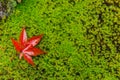 Red maple leaf drop on moss wet moist in rain forest