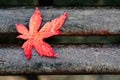 Red maple leaf with drops on a bench Royalty Free Stock Photo