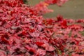 Red maple leaf fall on ground during autumn Royalty Free Stock Photo