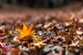 Red maple leaf fall on ground during autumn Royalty Free Stock Photo