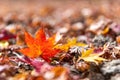Red maple leaf fall on ground during autumn Royalty Free Stock Photo