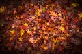 Red maple leaf fall on ground Japan Royalty Free Stock Photo