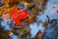 Red maple leaf fall in the reflection water at Phu Kradueng National Park,Thailand Royalty Free Stock Photo