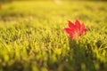 Red maple leaf falling and laying on the bright green grass and sunlight in the park with copy space for text Royalty Free Stock Photo