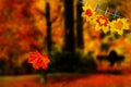 Red maple leaf falls down. Color maple leaves carved love hearts against magic autumn blur landscape