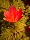 Red Maple leaf on Fern Royalty Free Stock Photo