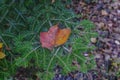 Red maple leaf on fir tree branch close-up across the ground covered with fallen leaves. Autumn nature concept. Natural background Royalty Free Stock Photo