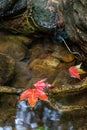 Red maple leaf floating on the rock in the stream, Phu Kradueng National Park, Thailand Royalty Free Stock Photo