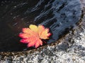 Red maple leaf floating in stone water basin Royalty Free Stock Photo