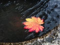 Red maple leaf floating in stone water basin