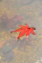 A red maple leaf floating on water.   Kyoto Royalty Free Stock Photo