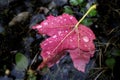 Rain drops on a red maple leaf floating in a puddle.
