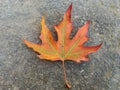 Red Maple leaf on a floor Royalty Free Stock Photo