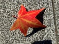 Red maple leaf on flor Royalty Free Stock Photo