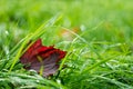 Red maple leaf in fresh green grass with water drops after rain with sun lights. Selective focus. Nature background Royalty Free Stock Photo