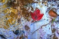 Red Maple Leaf on Gasoline Contaminated Beach