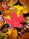 Red maple leaf with golden leaves in pond Royalty Free Stock Photo