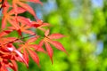 Red maple leaf Royalty Free Stock Photo