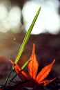 red maple leaf with green grass Royalty Free Stock Photo