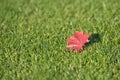 Red maple leaf on green grass Royalty Free Stock Photo