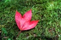 Red maple leaf on green moss Royalty Free Stock Photo