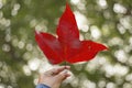 Red maple leaf in a hand with abstract nature blur background Royalty Free Stock Photo