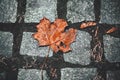 A red maple leaf that has fallen from a tree is lying on a stone path made of paving stones Royalty Free Stock Photo