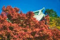 Red maple leaf of Hokoku shrine Hokoku-jinja in Osaka castle park. Royalty Free Stock Photo