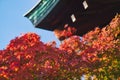 Red maple leaf of Hokoku shrine Hokoku-jinja in Osaka castle park. Royalty Free Stock Photo