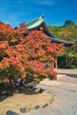 Red maple leaf of Hokoku shrine Hokoku-jinja in Osaka castle park. Royalty Free Stock Photo