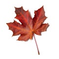 Red maple leaf isolated on white background Royalty Free Stock Photo