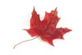 Red Maple Leaf Royalty Free Stock Photo