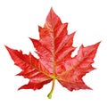 Red maple leaf isolated Royalty Free Stock Photo