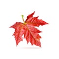 Red maple leaf isolated Royalty Free Stock Photo