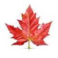 Red maple leaf isolated Royalty Free Stock Photo