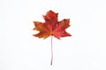 Red maple leaf isolated on white background. Autumn fallen leaves. Royalty Free Stock Photo