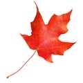 Red maple leaf isolated on white background. Fall Royalty Free Stock Photo
